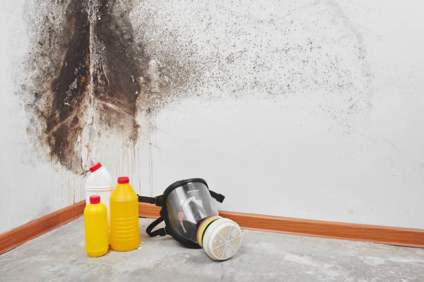 Best Toxic Mold Removal  in Woodhaven, MI