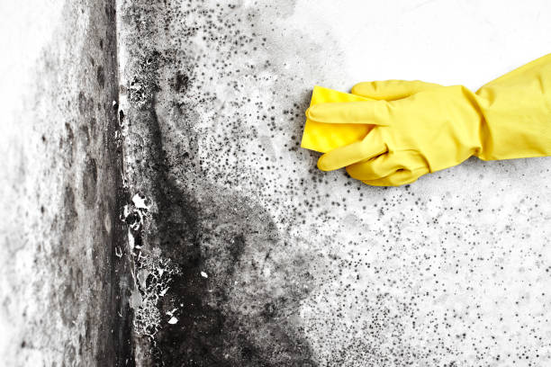 Best Crawl Space Mold Removal  in Woodhaven, MI
