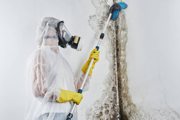 Best Mold Removal Near Me  in Woodhaven, MI