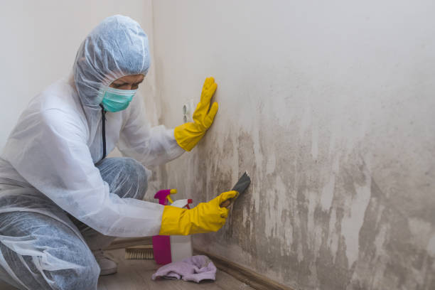 Best Best Mold Removal Companies  in Woodhaven, MI