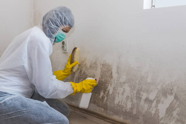 Best Mold Inspection  in Woodhaven, MI