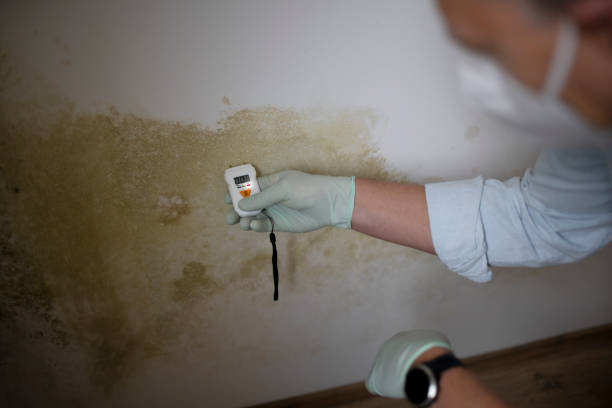 Mold Removal and Inspection in Woodhaven, MI