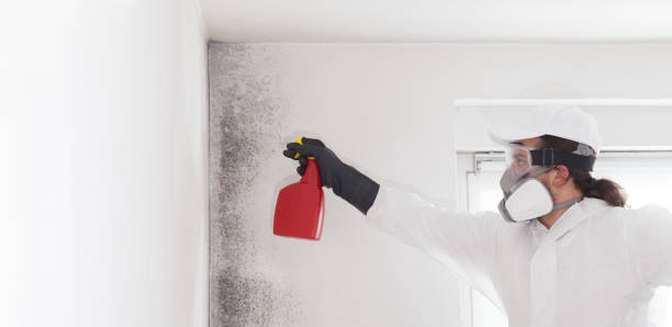 Best Attic Mold Removal  in Woodhaven, MI
