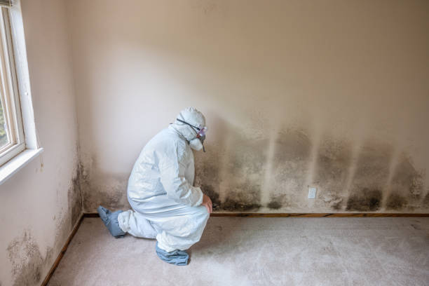 Best Emergency Mold Removal  in Woodhaven, MI