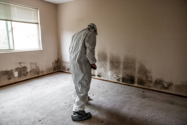 Best Home Mold Removal  in Woodhaven, MI