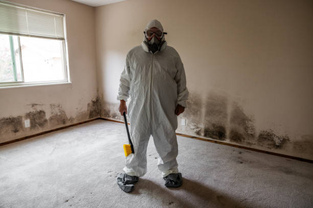 Best Mold Damage Repair  in Woodhaven, MI