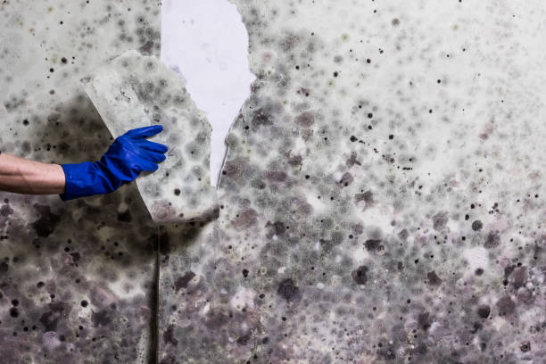 Best Black Mold Removal  in Woodhaven, MI